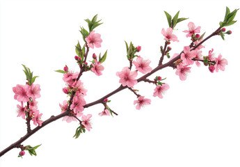 Fototapeta premium Branch of Pink Cherry Blossoms Isolated - Delicate branch of blooming pink cherry blossoms with fresh green leaves, isolated on a white background, symbolizing spring and renewal.