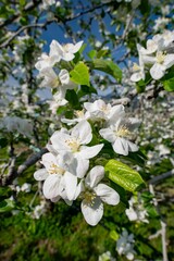 リンゴの花