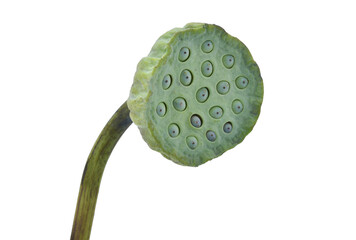 lotus seeds isolated on white background