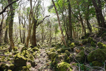 mossy rocks and old trees in spring sunlight