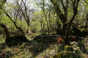 mossy rocks and old trees in spring sunlight