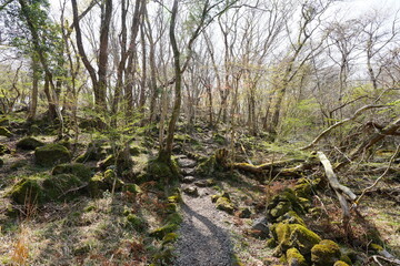 fine spring path in old forest