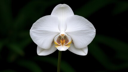 Elegant White Orchid Blossom Closeup Dark Background
