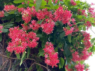 Colorful, beautiful flowers are easy to grow around the house