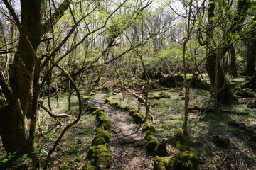 fresh green forest and path in the gleaming sunlight