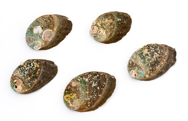 Photo of  small sea abalone shells#6