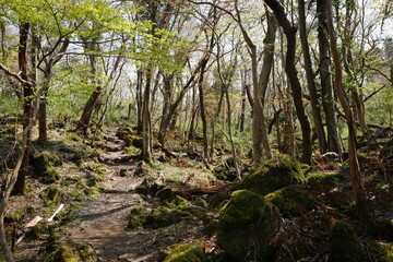Obraz premium fine spring path in old forest