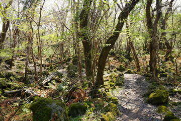 fine spring path in old forest