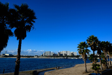 Fototapeta premium ヤシの木のある海岸 西宮市香櫨園の御前浜公園にて