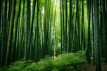 Fototapeta premium bamboo forest background