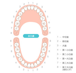 永久歯の歯列とその名称の解説