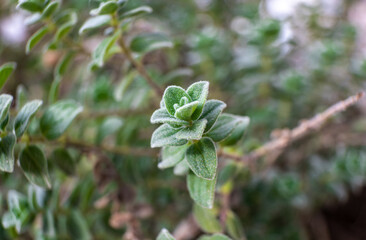 Close up macro photo of oregano plant. 