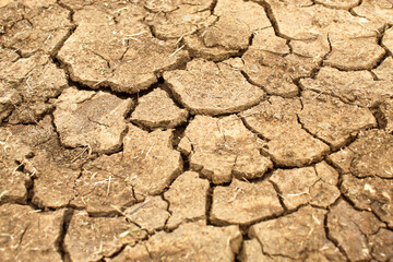 Dry soil texture is cracked. cracked pattern on the soil