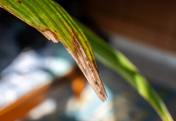 Close up macro photo of a leaf with dry ends. Nice soft background