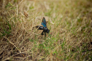 blue bird on the grass