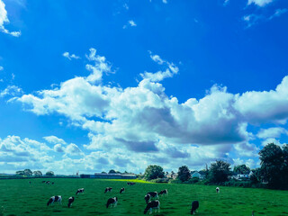 Cows on a green field and blue sky