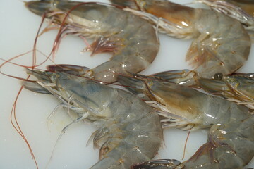 Fresh shrimp is a popular and versatile seafood enjoyed worldwide for its sweet, delicate flavor and tender texture. Shrimp can be prepared in a variety of ways and is a key ingredient in many cuisine