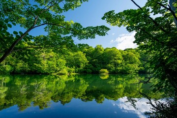 新緑の鎌池（小谷村）