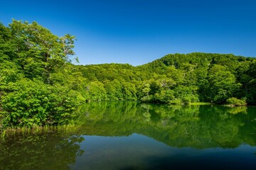 新緑の鎌池（小谷村）