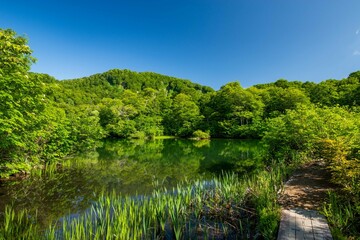 新緑の鎌池（小谷村）