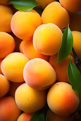 Fresh, Vibrant Apricots in Rustic Wicker Basket – A Picture of Health and Flavor