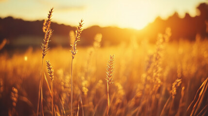Fototapeta premium Sunset over golden wheat field creating a warm and tranquil atmosphere