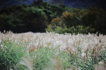초가을의 억새밭이 부드러운 바람에 흔들리며 자연의 고요한 아름다움을 연출합니다. 초록빛과 은빛이 어우러진 들판은 숲의 어두운 배경과 대조를 이루며, 계절의 변화를 담아냅니다. 억새의 섬세한 질감이 평온함과 동시에 생동감을 전합니다.