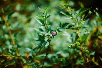 검은색과 흰색 줄무늬 나비가 생생한 초록 잎 위에 우아하게 앉아 있는 고요한 사진으로, 부드럽게 흐려진 배경이 자연의 고요함과 아름다움을 더욱 돋보이게 합니다.