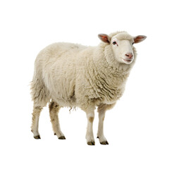A soft and fluffy white sheep standing gracefully, showcasing its thick wool and gentle demeanor.  PNG file for mock-up.