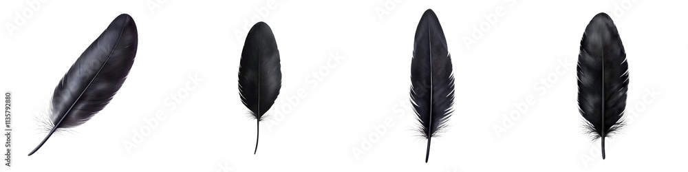 Poster a collection of dark, elongated feathers showcasing intricate textures and shapes.