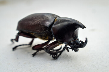 Rhinoceros Beetle on white background