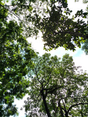 Serene View of Green Canopy Trees Against Bright Sky Perspective