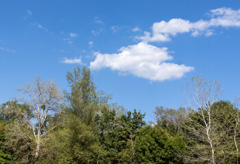 Obraz premium blue sky with clouds against the background of the tops of green trees on a sunny day