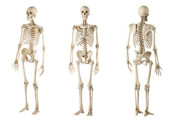Set of realistic human skeleton front and back. isolated on white background with clipping path. cut-out.