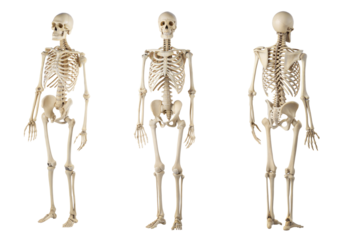 Set of realistic human skeleton front and back. isolated on white background with clipping path. cut-out.