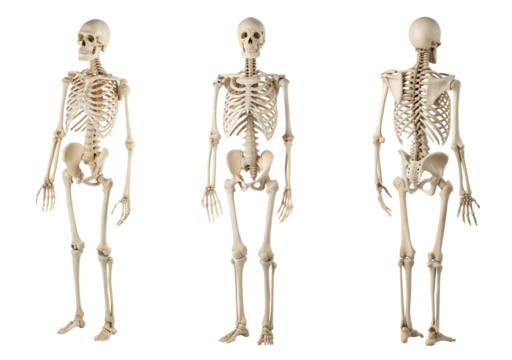 Set of realistic human skeleton front and back. isolated on white background with clipping path. cut-out.