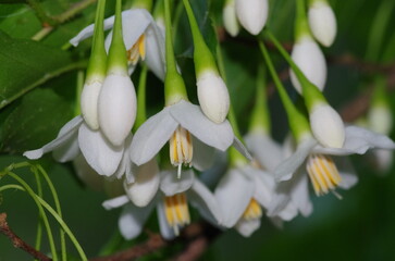 エゴノキの花