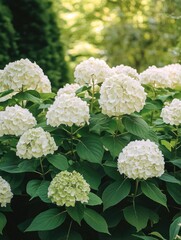 White flower bush with green leaves