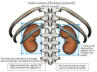 Position & Surface anatomy of the kidney (posterior view)