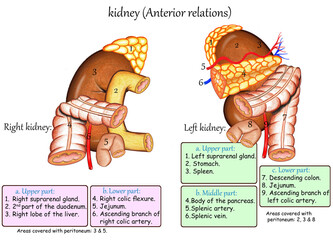 kidney Anterior relation