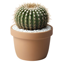Golden Barrel Cactus planted in a pot