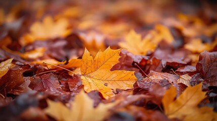 Autumn Leaves: A Vibrant Fall Scene