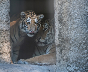寄り添う動物園のトラの親子