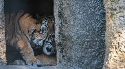 寄り添う動物園のトラの親子