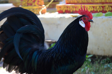 Black Rooster stand in the Garden in the back yard