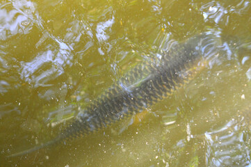 The Siamese mud carp is a species of freshwater cyprinid fish, a variety of Asian carp native