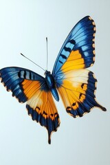 Naklejka premium Blue and Yellow Butterfly in Flight