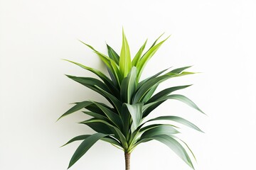 Fototapeta premium photo of tropical plant in simple minimalistic style on white background