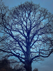 A study of the branches of a tree in the night