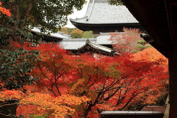 東福寺　色鮮やかな紅葉